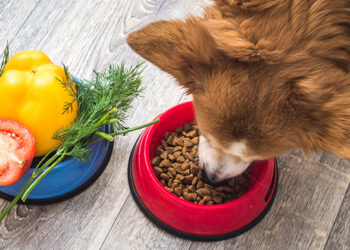 Quelles sont les meilleures marques de croquettes pour chien ?