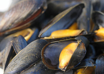 Quelles sont les meilleures moules ?