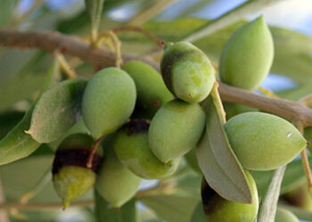 Quelles sont les meilleures olives ?