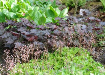 Quelles sont les meilleures plantes Couvre-sol ?