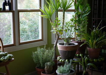 Quelles sont les meilleures plantes d'intérieur ?
