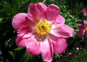 Quelles sont les pivoines odorantes ?