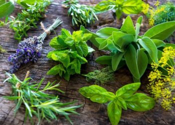 Quelles sont les plantes dangereuses pour la santé ?