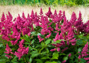 Quelles sont les plantes fleuries en ce moment ?