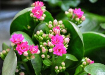 Quelles sont les plantes grasses qui gèle ?