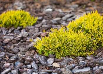 Quelles sont les plantes les plus résistantes ?