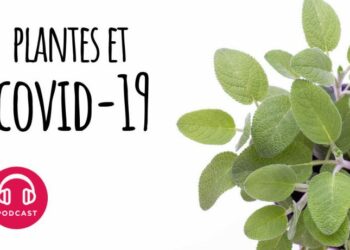 Quelles sont les plantes spirituelles ?
