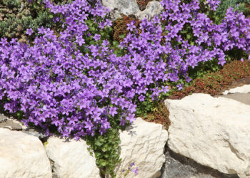 Quelles sont les plus belles plantes vivaces ?