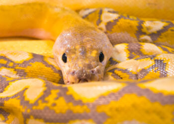 Quelles sont les qualités du serpent ?