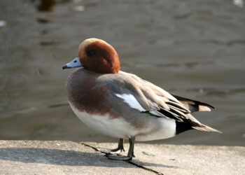 Quelles sont les races de canards sauvages ?