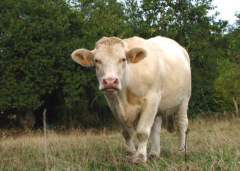 Quelles sont les races de vaches françaises ?