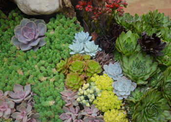 Quelles sont les succulentes qui fleurissent ?