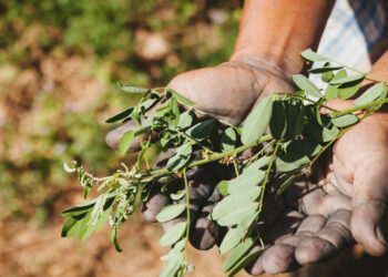 Quelles sont les vertus du corail ?
