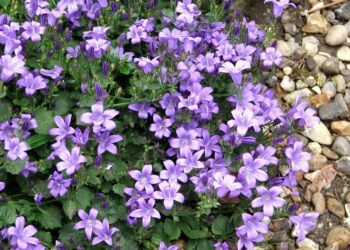 Quelles sont les vivaces qui fleurissent le plus longtemps ?