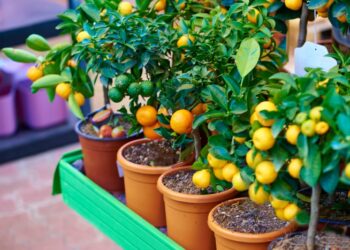 Quels arbres en intérieur ?