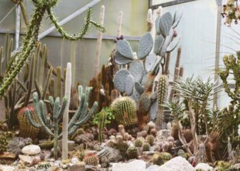 Quels cactus pour l'extérieur ?