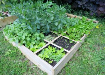 Quels légumes dans un carré potager surélevé ?