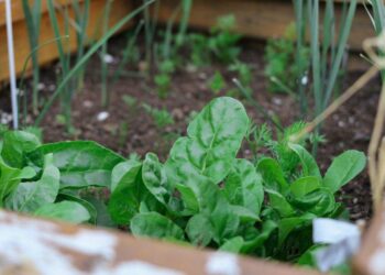 Quels légumes poussent en hauteur ?