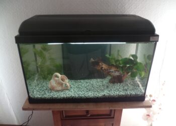 Quels poissons pour un aquarium de 50 litres ?