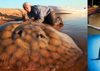 Quels sont les 3 plus grand poisson de l'histoire ?
