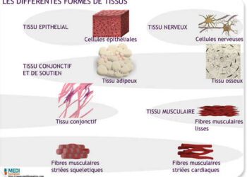 Quels sont les 4 types de tissus ?