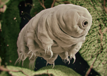 Quels sont les animaux immortels ?