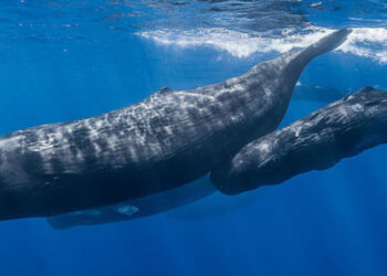 Quels sont les animaux les plus grands ?