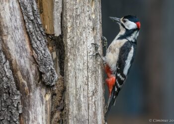 Quels sont les arbres à bois blanc ?