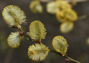 Quels sont les arbres à chatons ?