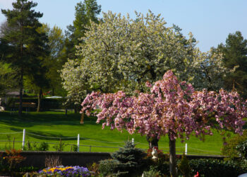 Quels sont les arbres qui fleurissent au printemps ?