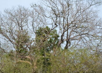 Quels sont les arbres qui ont des chatons ?