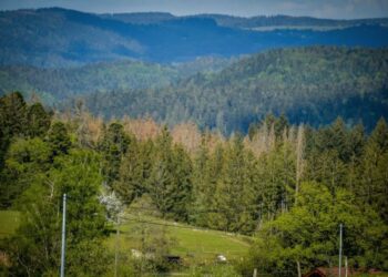 Quels sont les arbres résineux ?