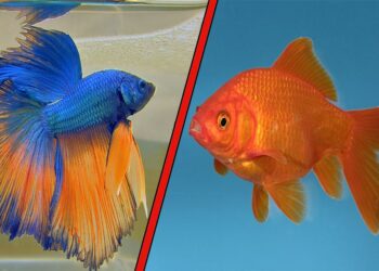 Quels sont les besoins d'un poisson rouge ?