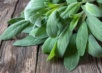Quels sont les bienfaits de brûler de la sauge ?