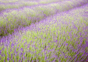 Quels sont les bienfaits de la lavande ?