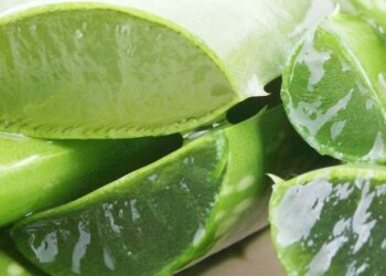 Quels sont les bienfaits de l'aloe vera dans une maison ?