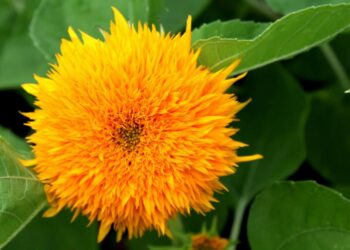 Quels sont les bienfaits de porter la Fleur de Vie ?