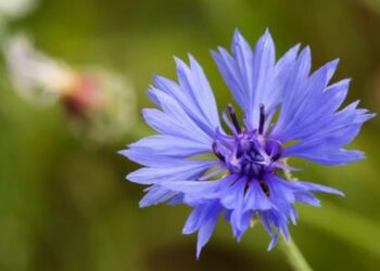 Quels sont les bienfaits du bleuet des champs ?