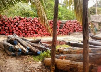 Quels sont les bois précieux ?