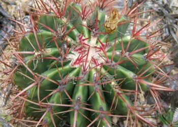 Quels sont les cactus qui résistent au froid ?