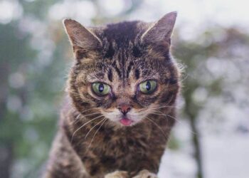 Quels sont les chats les plus beaux du monde ?