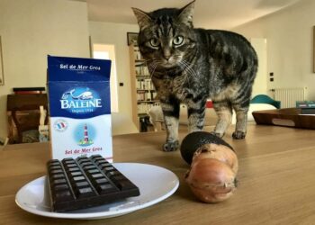 Quels sont les chats les plus dangereux ?