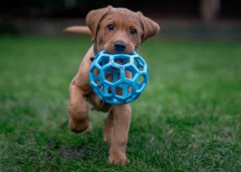 Quels sont les chiens les plus câlins ?