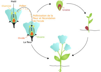 Quels sont les différents modes de reproduction des plantes ?