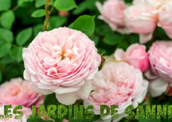 Quels sont les différents tons de rose ?