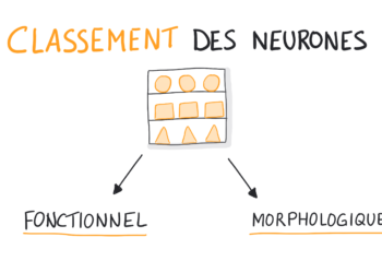 Quels sont les différents types d'agendas ?