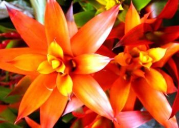 Quels sont les différents types de fleurs ?