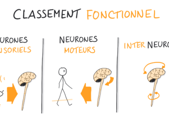 Quels sont les différents types de relief ?