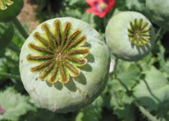 Quels sont les effets de la fleur de vie ?