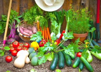 Quels sont les légumes les plus faciles à cultiver ?